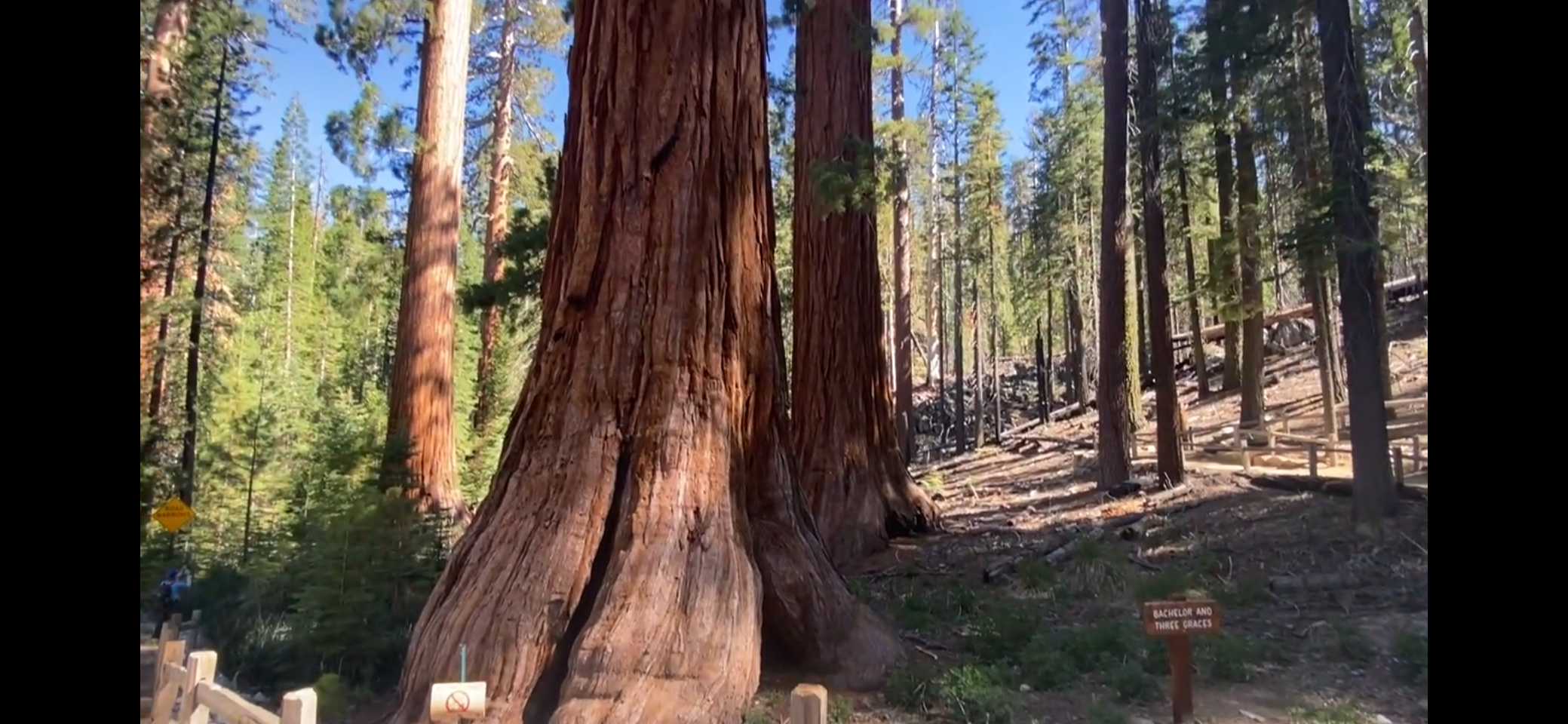 Mariposa Grove in Yosemite National Park