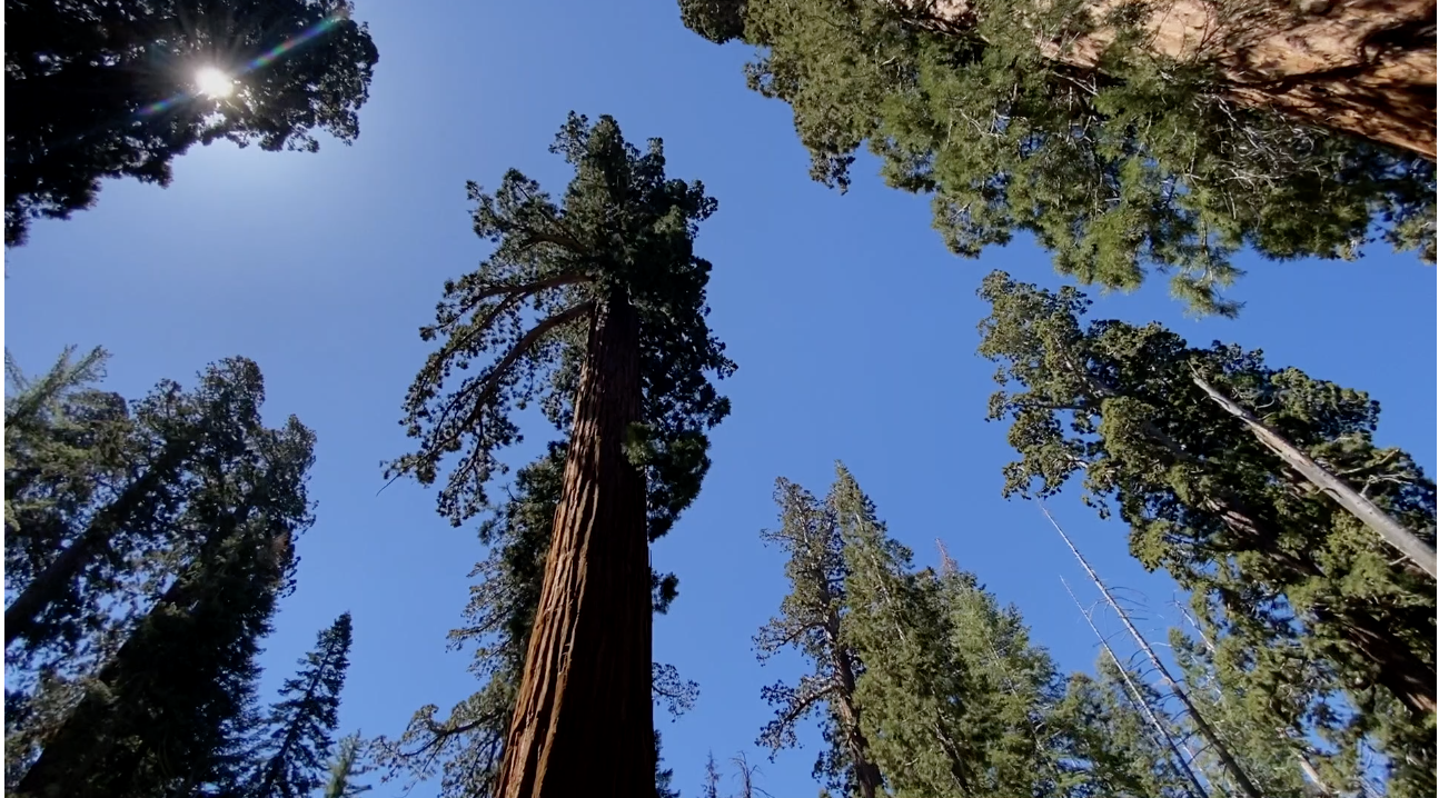 Where do I go to see giant redwoods?