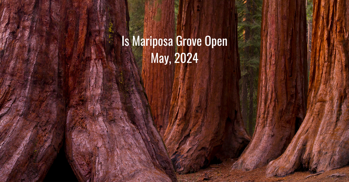Is-Mariposa-Grove-Open-May-2024